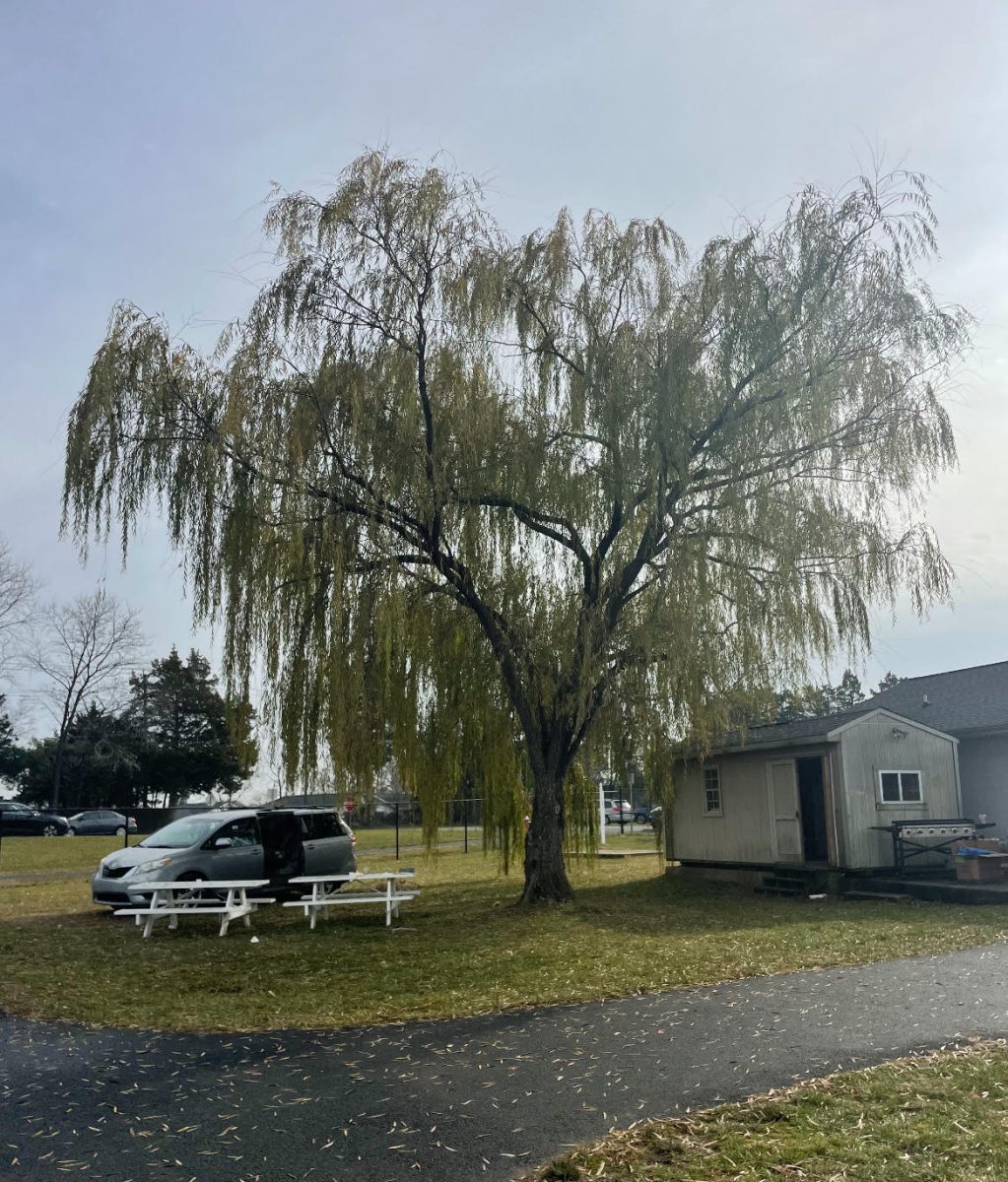 Sterling Community Fights to Save Park Views Beloved Willow Tree